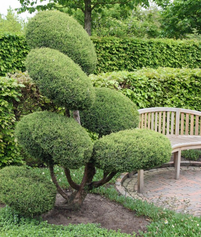 Ива ломкая Salix fragilis