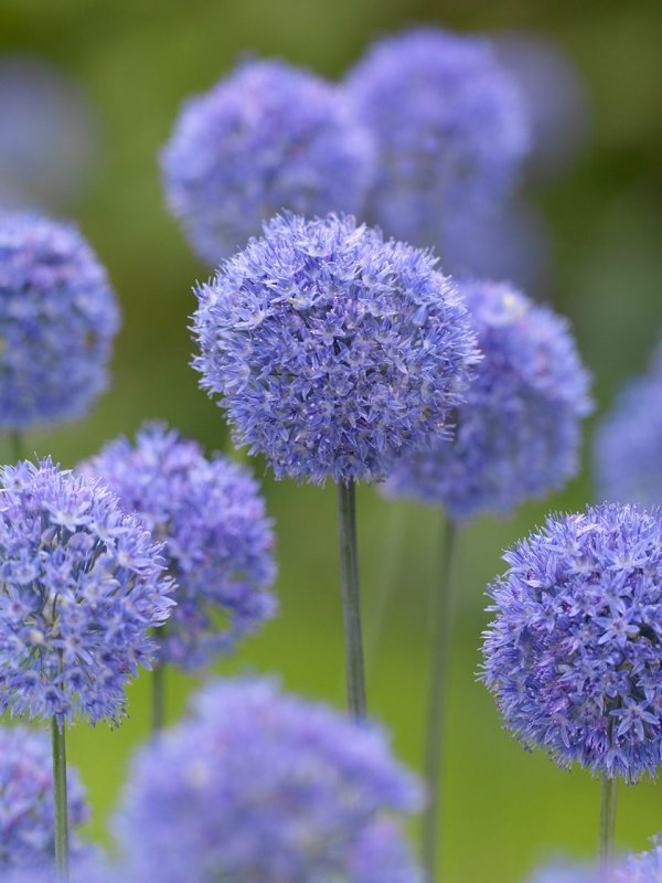 Аллиум голубой (Allium caeruleum)