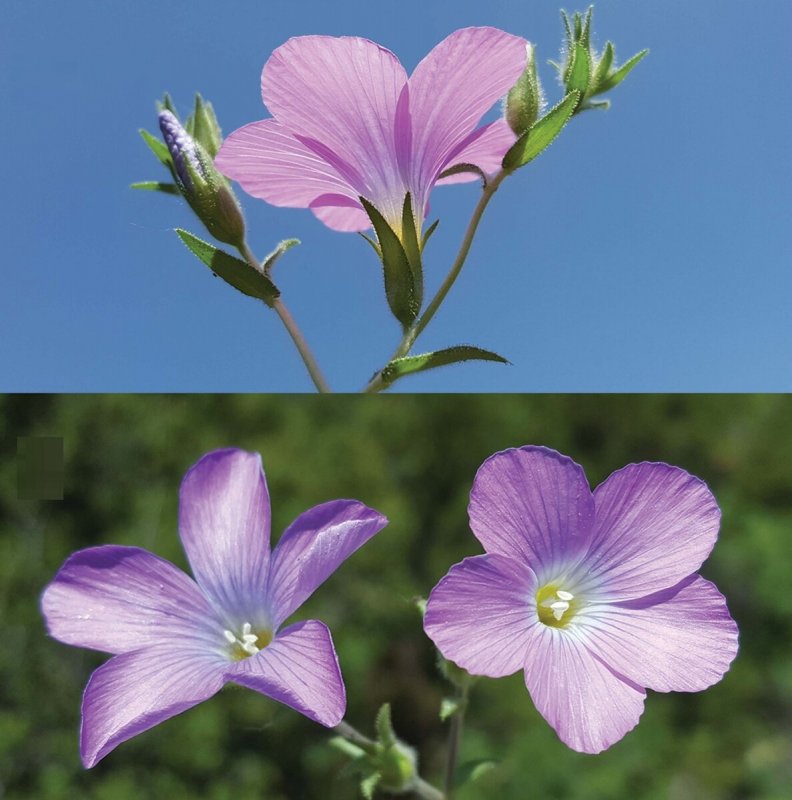 Linum usitatissimum