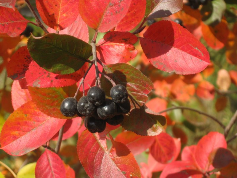 Арония черноплодная (Aronia melanocarpa)