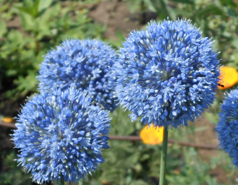 Лук декоративный голубой (caeruleum)