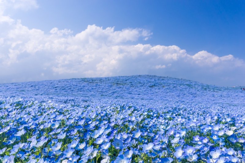 Лен многолетний Linum perenne