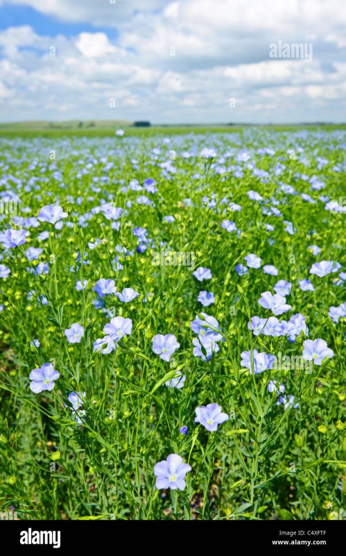 Flax or Linum