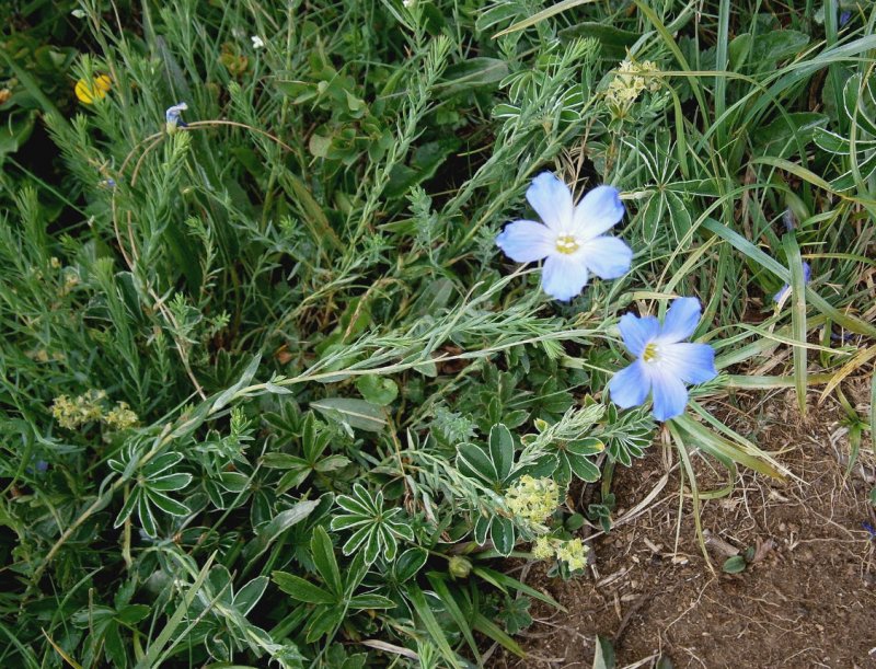 Linum perenne в Москве