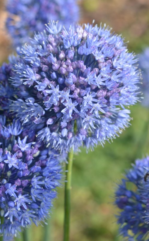 Аллиум голубой (Allium caeruleum)