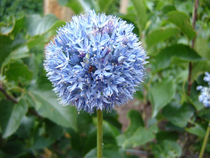 Аллиум голубой (Allium caeruleum)