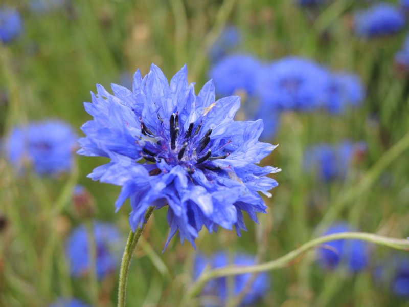 Мускари latifolium