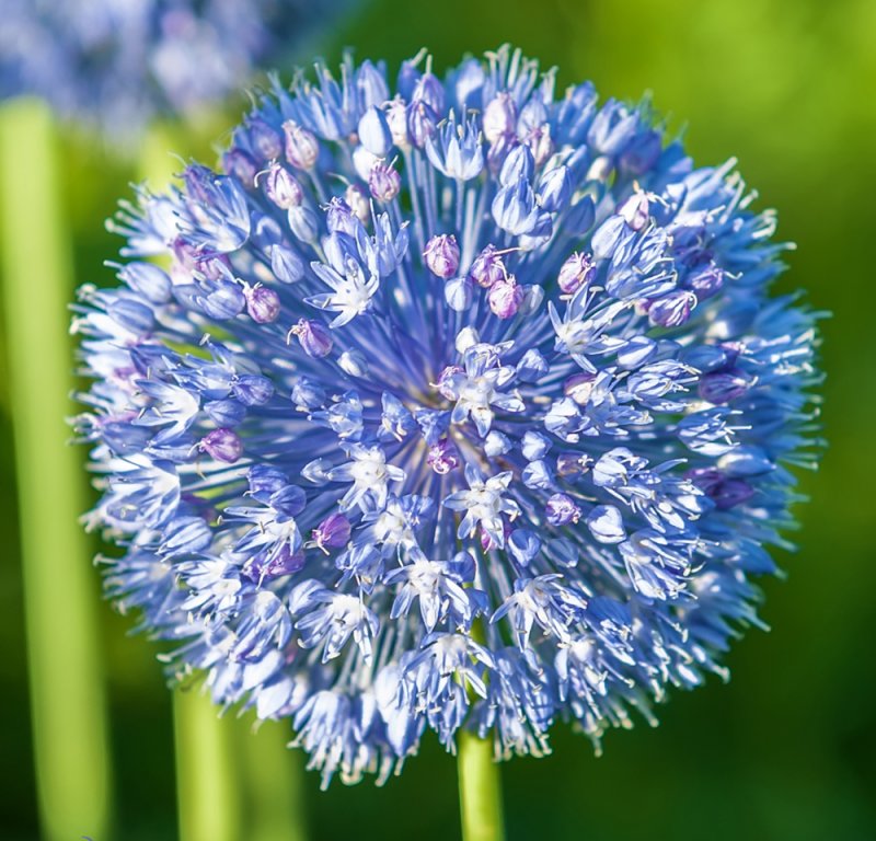 Лук Allium caeruleum