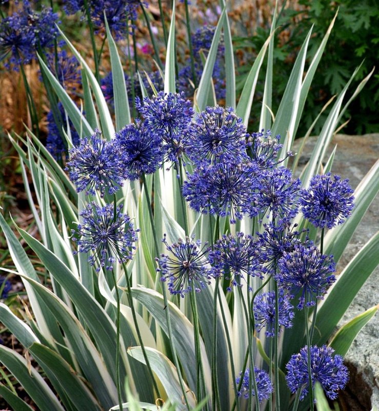 Аллиум caeruleum
