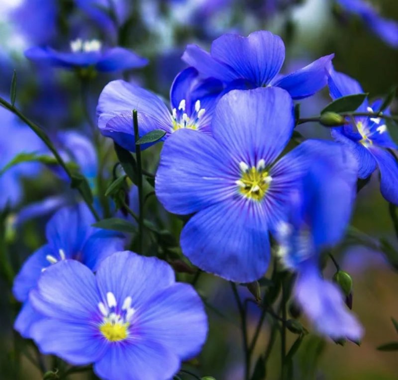 Лен многолетний Linum perenne