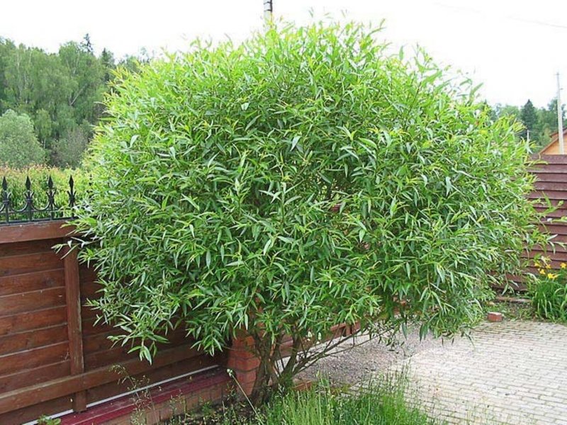 Ива ломкая globosa
