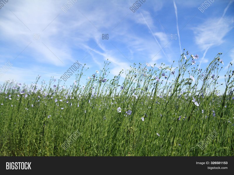 Linum grandiflorum