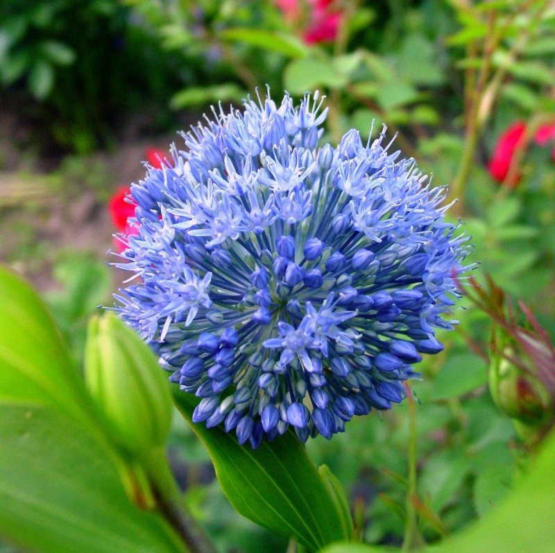 Лук голубой Allium caeruleum