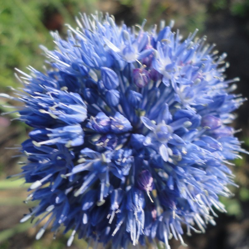 Лук голубой Allium caeruleum
