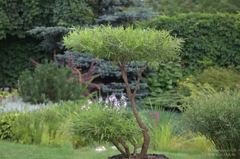 Ива ломкая bullata