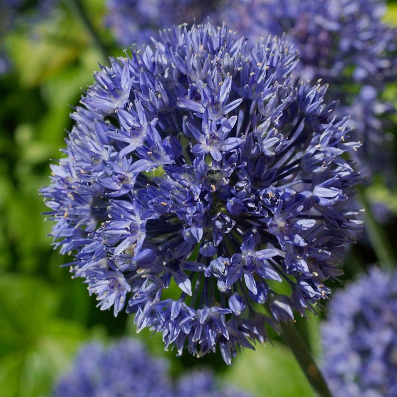 Лук голубой Allium caeruleum