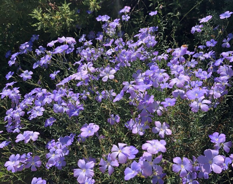 Linum perenne зона зимостойкости