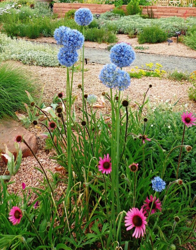 Аллиум голубой (Allium caeruleum)