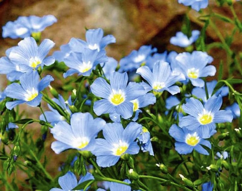 Linum lewisii
