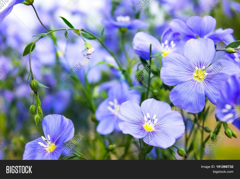 Linum annum