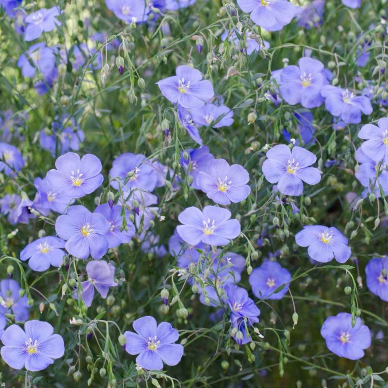 Лен многолетний Linum perenne
