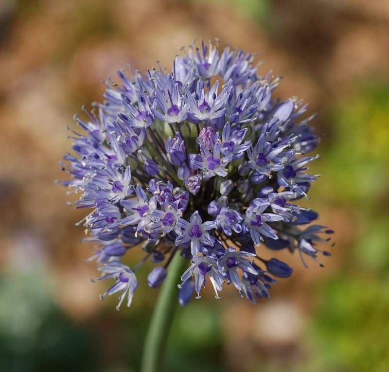 Лук голубой Allium caeruleum