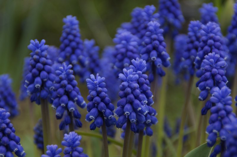Мускари армянский Muscari armeniacum