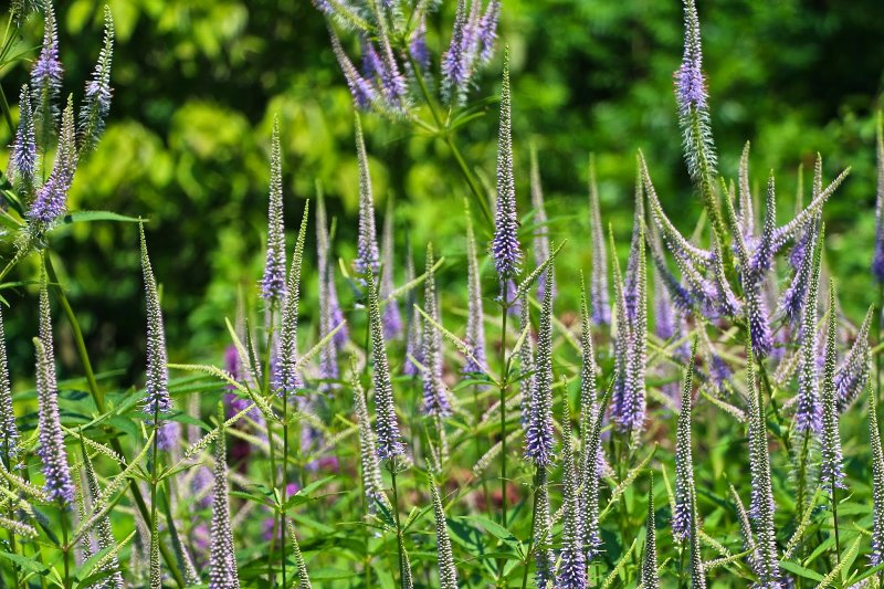 Вероникаструм виргинский (Veronicastrum virginicum)