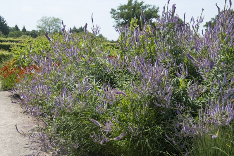 459. Veronicastrum sibiricum
