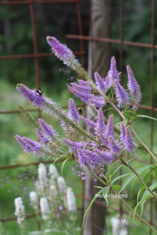 Вероникаструм виргинский Amethyst