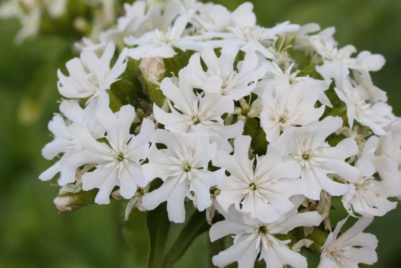 Лихнис Альпийский - Lychnis Alpina