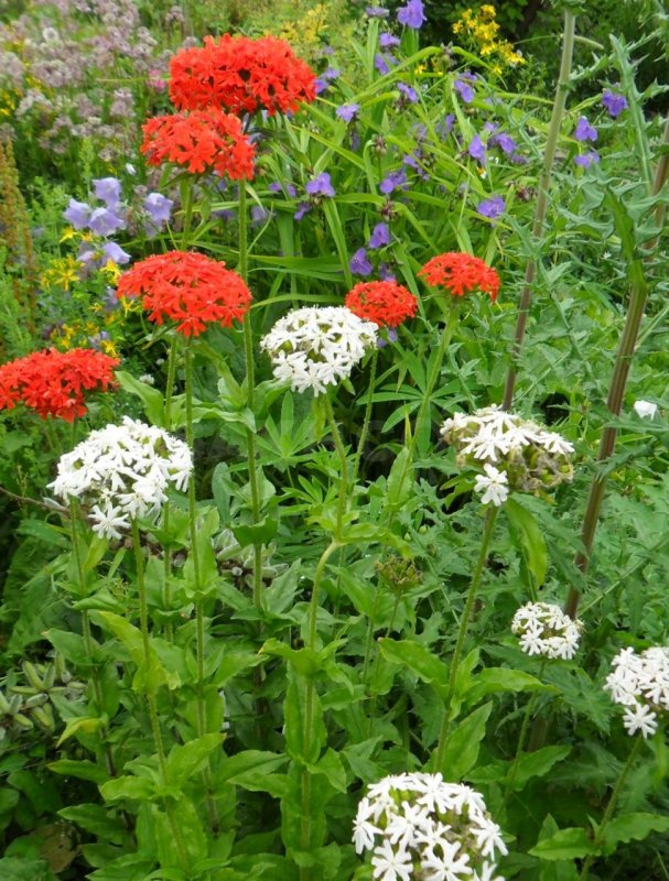 Лихнис Альпийский - Lychnis Alpina