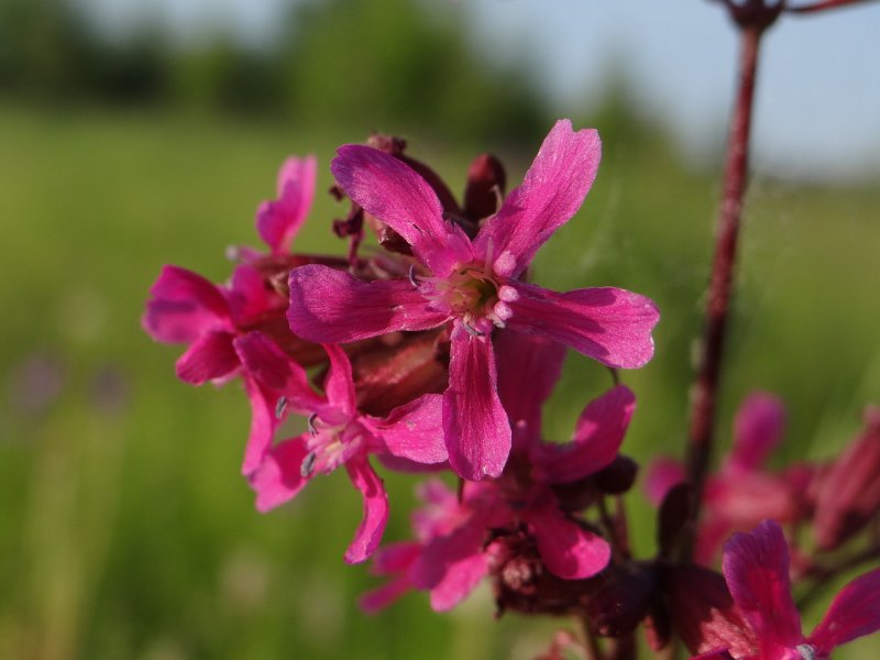 Лихнис Вискария splendens(Lychnis Viscaria splendens)