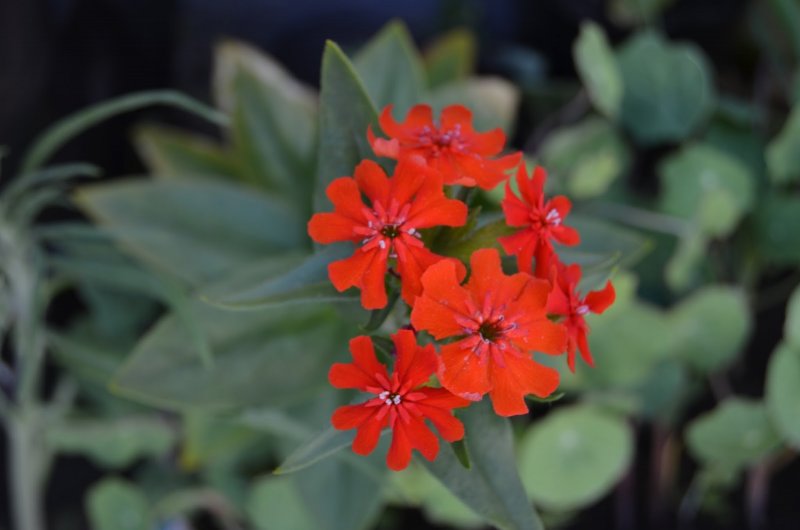 Лихнис Альпийский - Lychnis Alpina