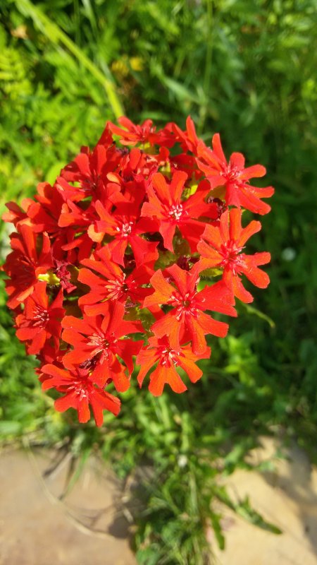 Лихнис Зорька
