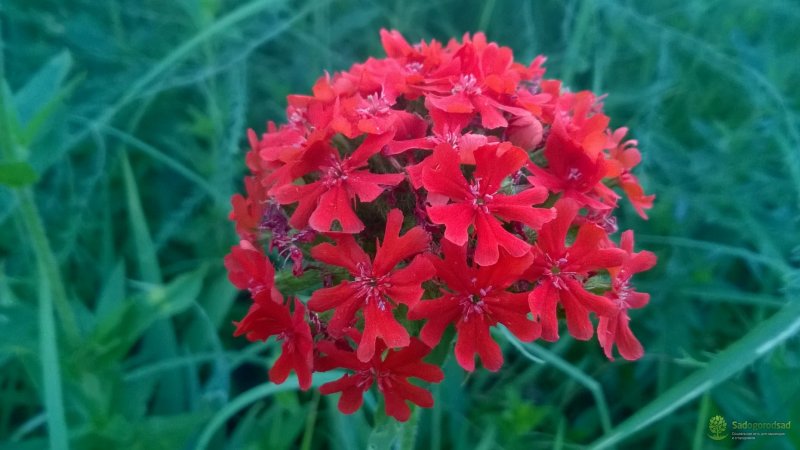 Лихнис Вискария Смолка