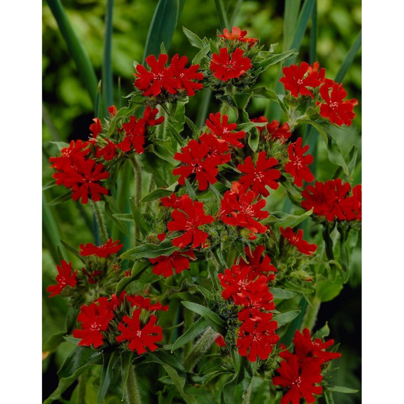 Смолка клейкая (Viscaria vulgaris)