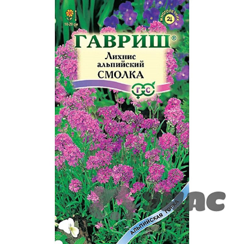 Лихнис Вискария многолетний