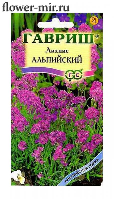 Лихнис Аленький цветочек