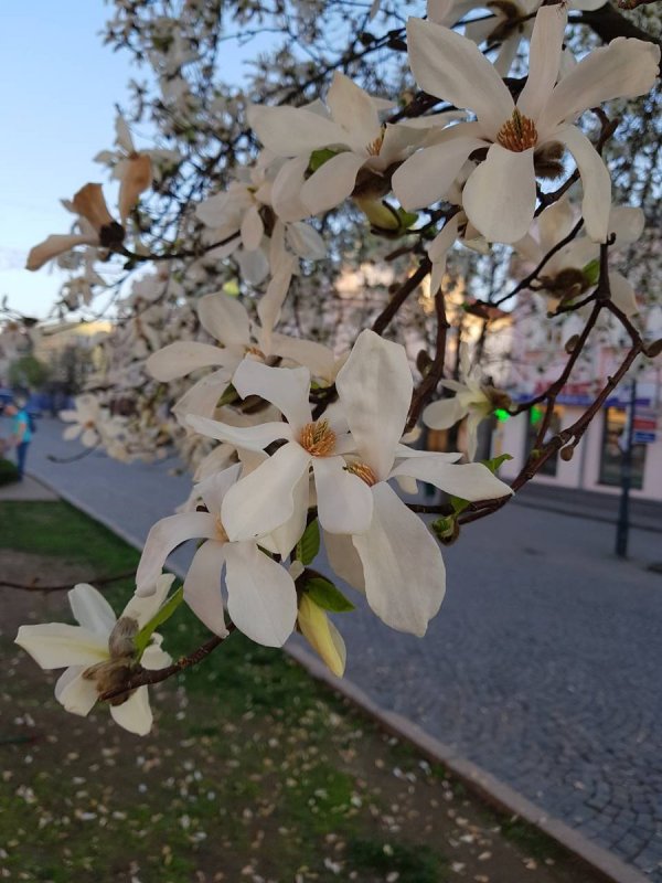Магнолия Эша