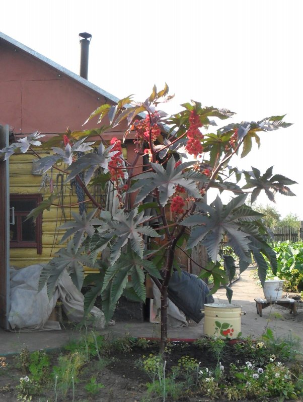 Клещевина Амарант