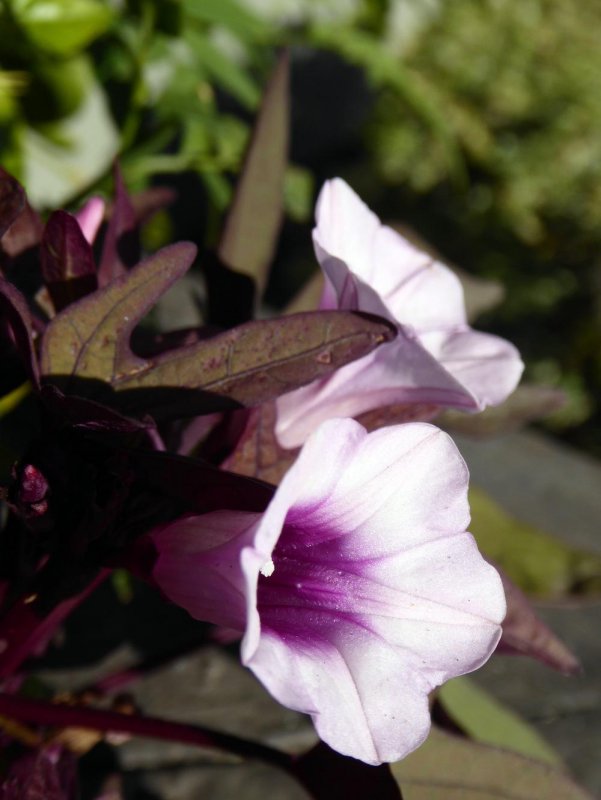 Ipomoea Batatas 'Blackie'
