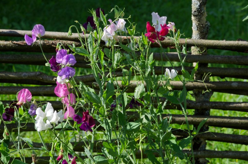 Lathyrus odoratus душистый