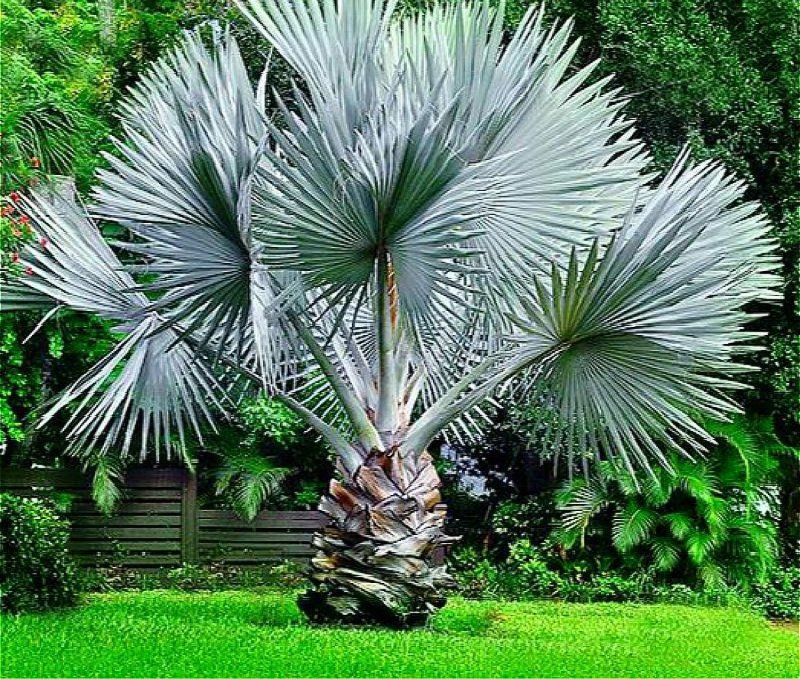 Bismark Palm, (Bismarckia Nobilis)