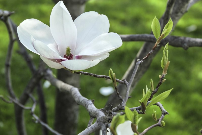 Magnolia soulangeana speciosa