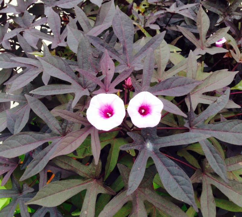 Ипомея FLORAMIA Black