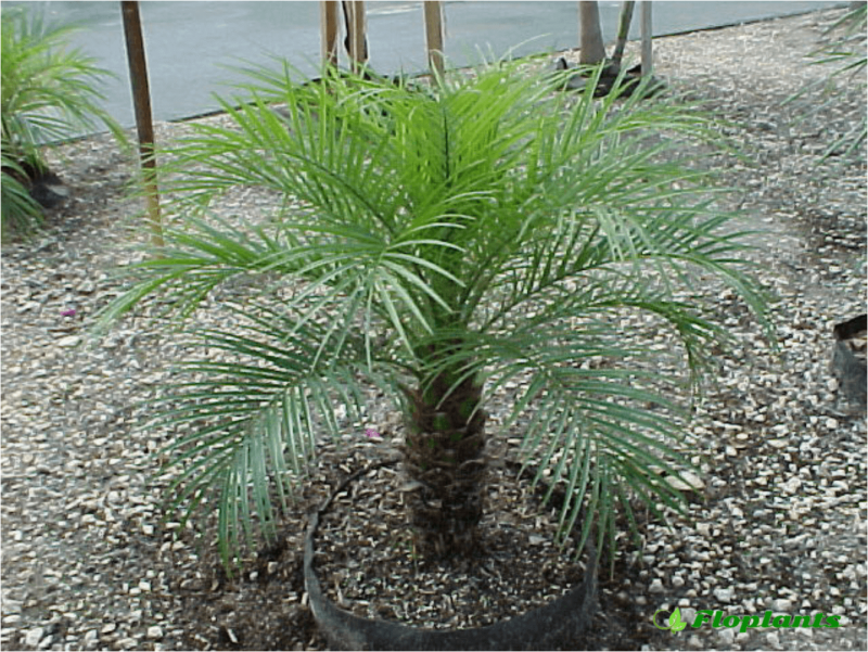Финик Робелена Phoenix roebelenii