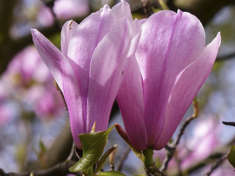 Magnolia officinalis Biloba