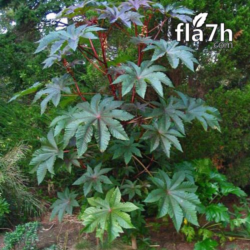Клещевина Ricinus communis