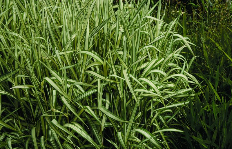"Канареечник тростниковидный Phalaris arundinacea"